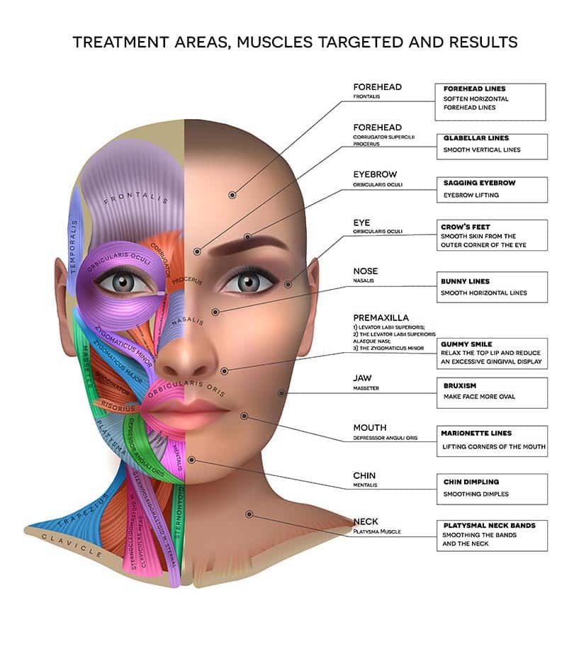 Facial Aesthetics Treatment Areas